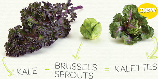 Kalettes can be sautéed, roasted, grilled or eaten raw. Photo courtesy of kalettes.com.