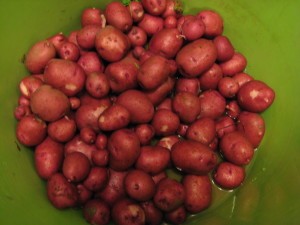 Norland Red Potatoes, one of the many varieties offered at Choice Roots in Springfield, Illinois.